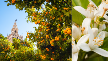 Spanish A1.36.2 The Orange Tree Garden in Seville