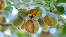  Almonds: Spain's Nutritional Treasure