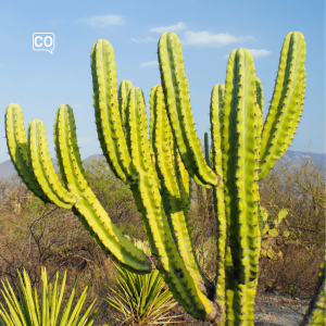  El cactus: The cactus (Spanish)