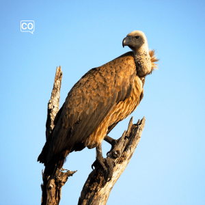  El buitre: The vulture (Spanish)