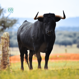  El toro: The bull (Spanish)