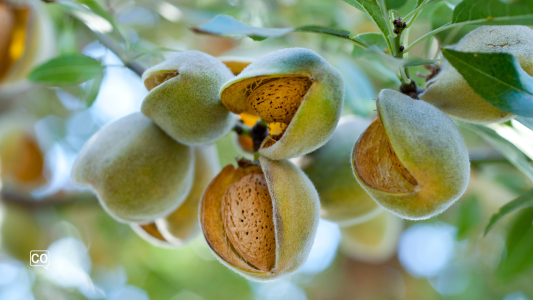  Almonds: Spain's Nutritional Treasure